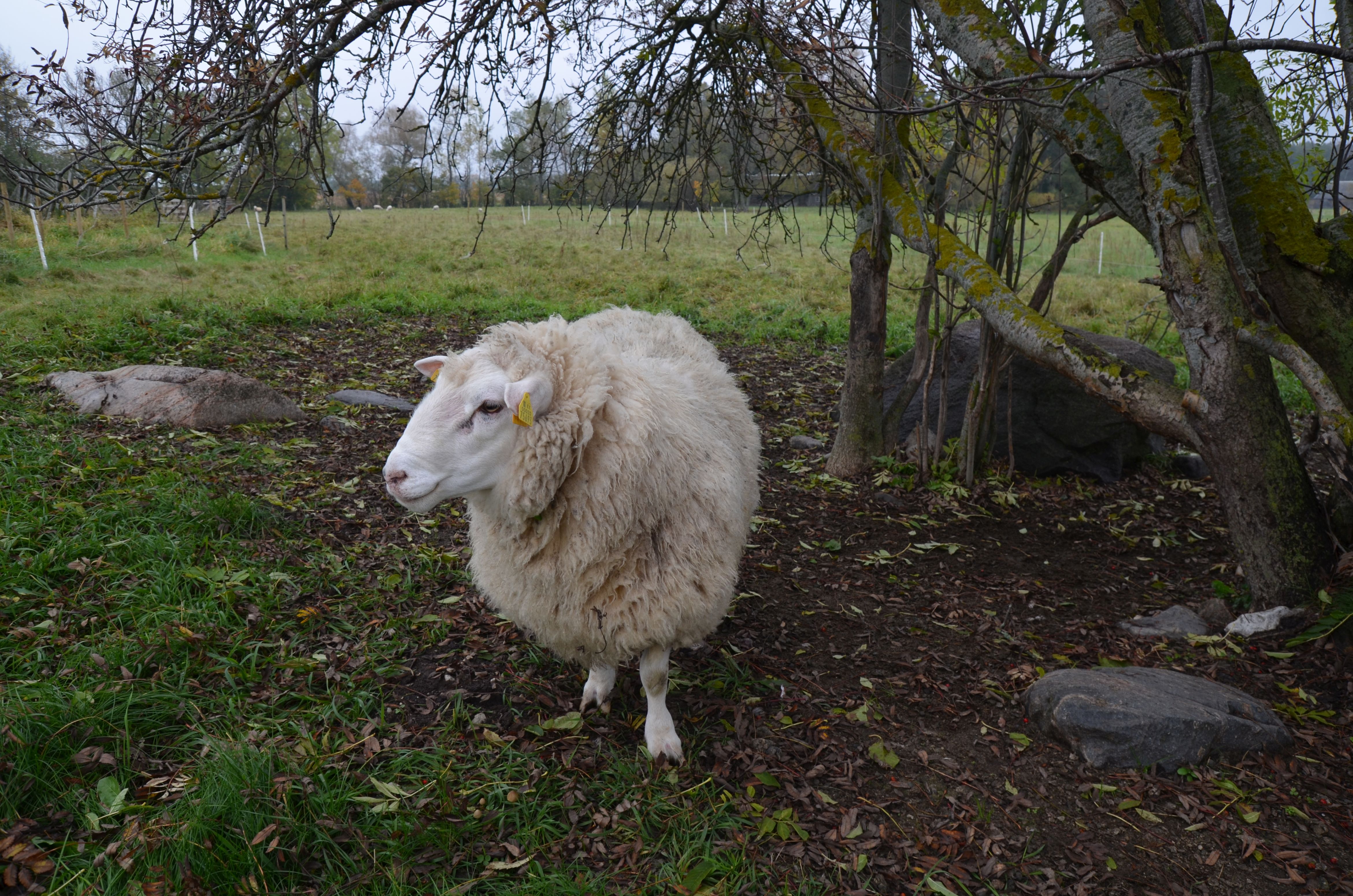 Eesti Rahvakalender Tiitel