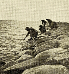 talverehvi