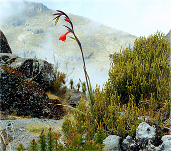 [MtKenya]