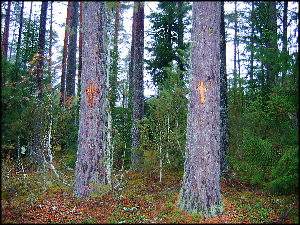 Cross-trees