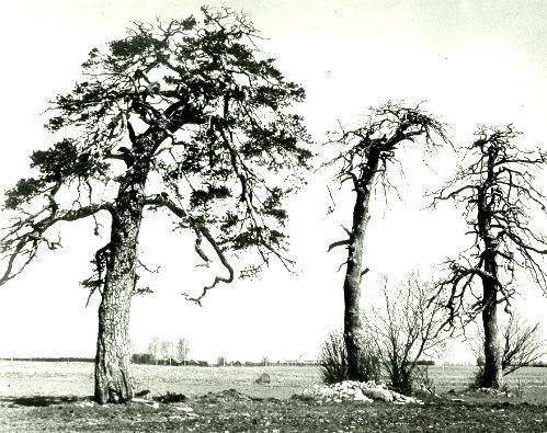 [Photo by H. Joonuks]