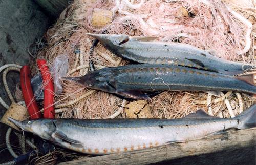 sterlets