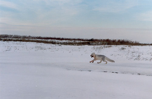 polar_fox_run