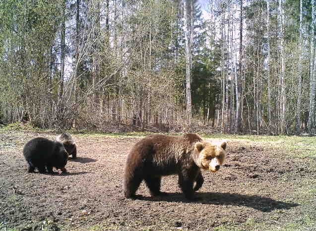 The bears in spring. Võnnu khk, Kõnnu k. Foto: Janno Simm 2019. A trail camera.
