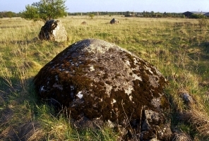 Kivi põllul