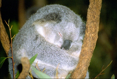 Koaala