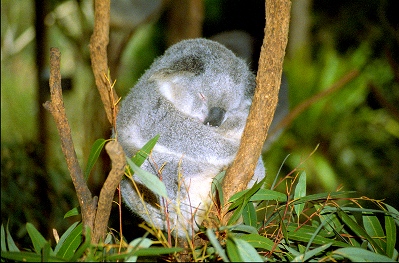 Koaala