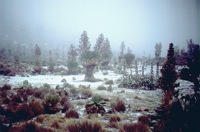 Lumesadu lobeeliametsas