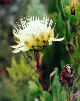 Protea