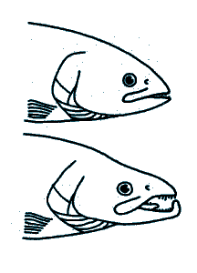 l&otilde;he l&otilde;uad