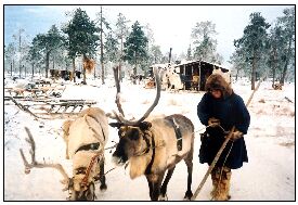 nenets