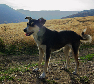 [Vitosha]