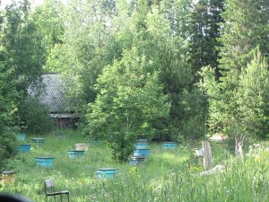 д. Алга 2013 06 13 Пасека Фото Ева Тулузд. (5)